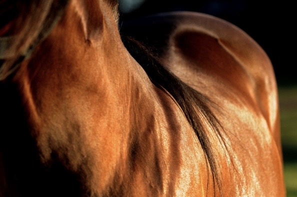sulfate de cuivre peau cheval